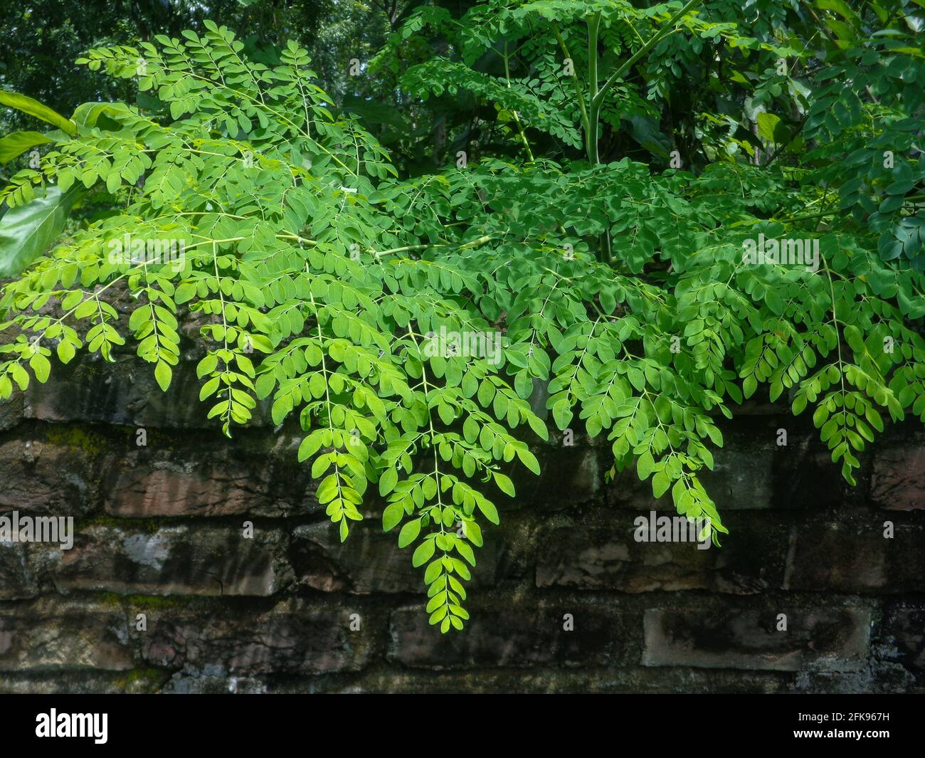 Frische Moringa-Blätter. Die Ziegelwände sind mit den Blättern des Sajna-Baumes bedeckt. Moringa, Blätter (Moringa oleifera Lamk.) Stockfoto