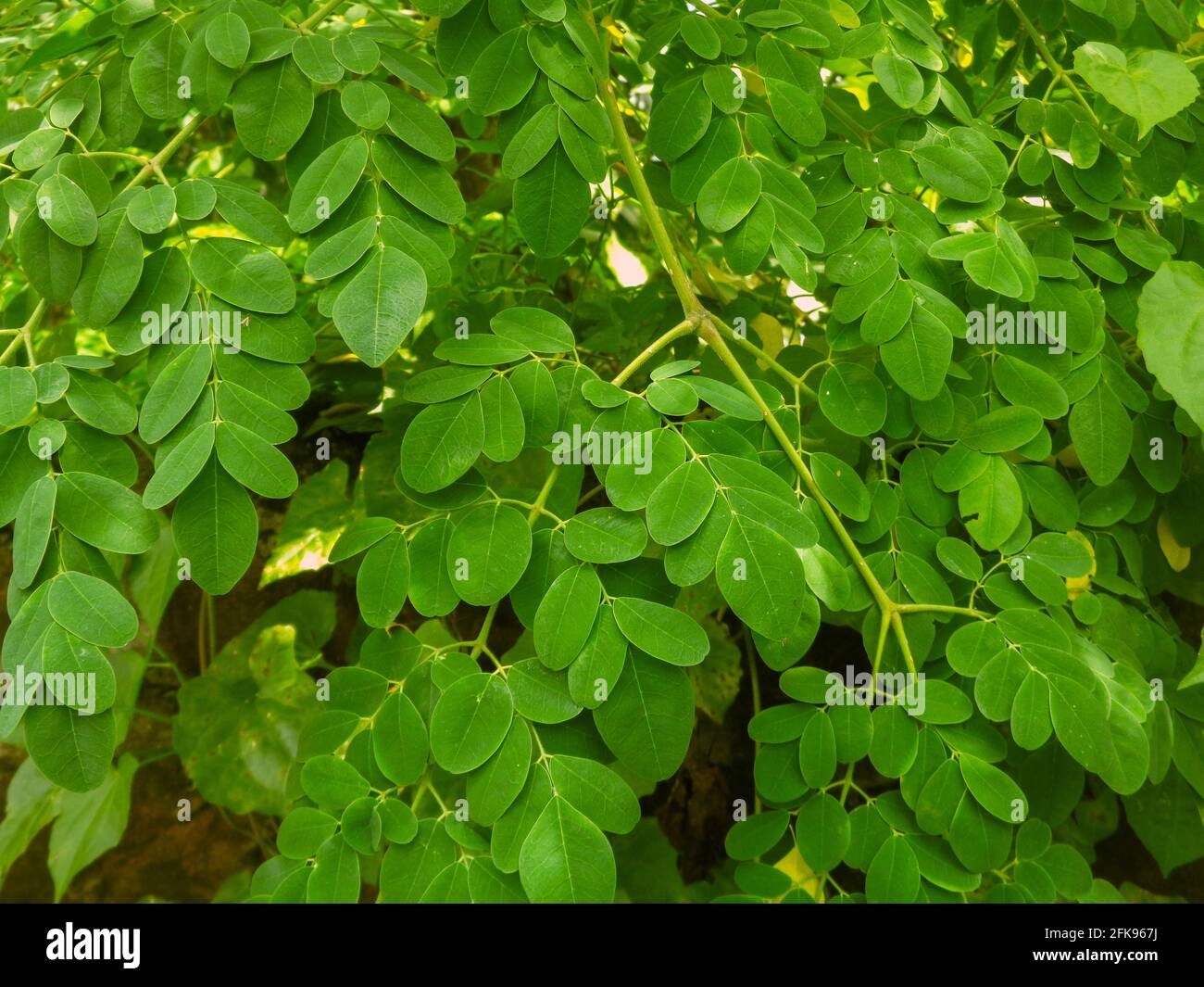Natürliche Moringa Blätter Baum Grün Hintergrund. Frische grüne Moringa-Blätter. Stockfoto