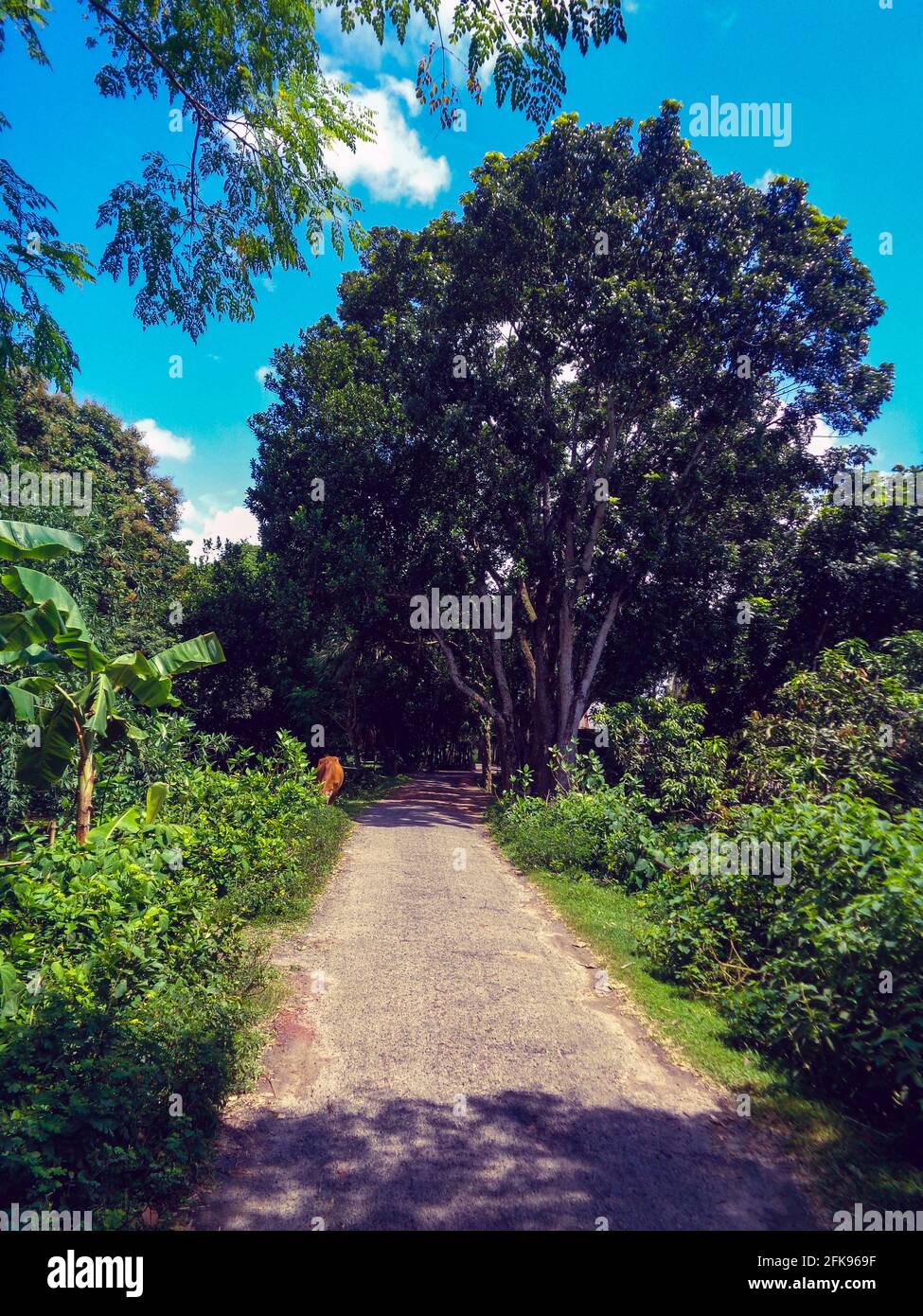 Landstraßen in Bangladesch. Stockfoto