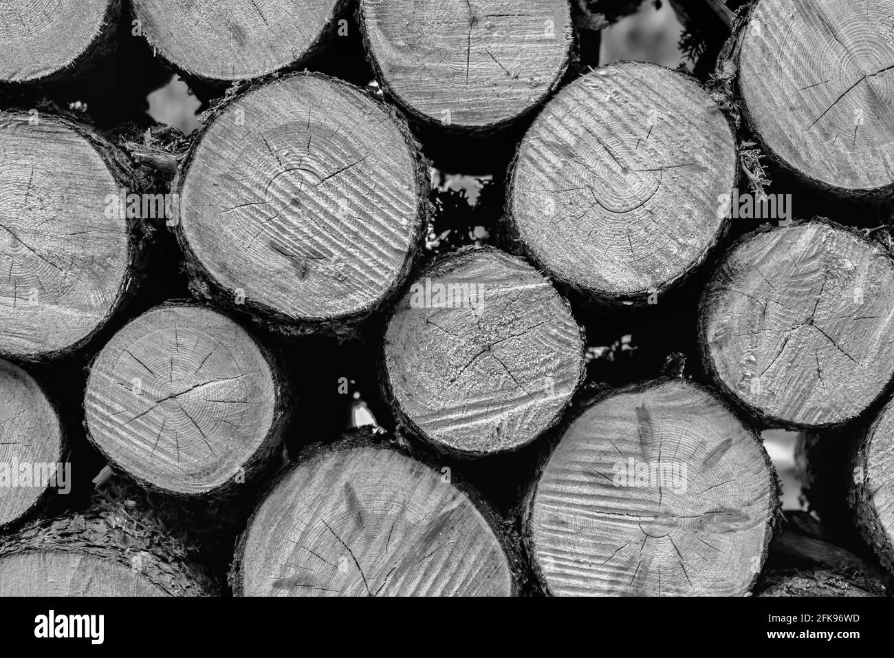 Stapel von Holzstämmen als Hintergrund oder Tapete verwendet.Holzstämme, Brennholz Textur bereit für den Winter, Lagerung oder Prozessindustrie.Schwarz-Weiß-Foto Stockfoto