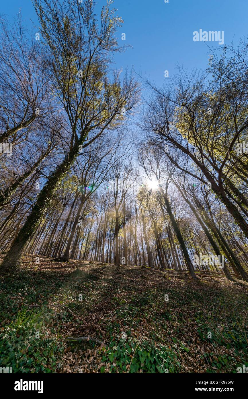 Waldlandschaft mit Sonnenlicht, das durch die Bäume mit Frühlingslaub kommt. Stockfoto
