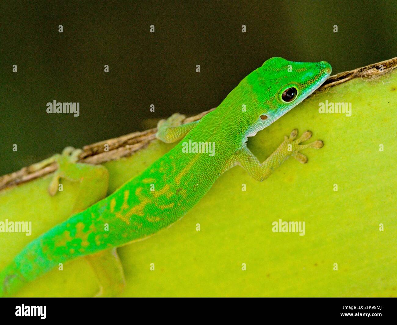 Nahaufnahme eines leuchtend grünen Taggeckos (Phelsuma astriata) Seychellen. Stockfoto