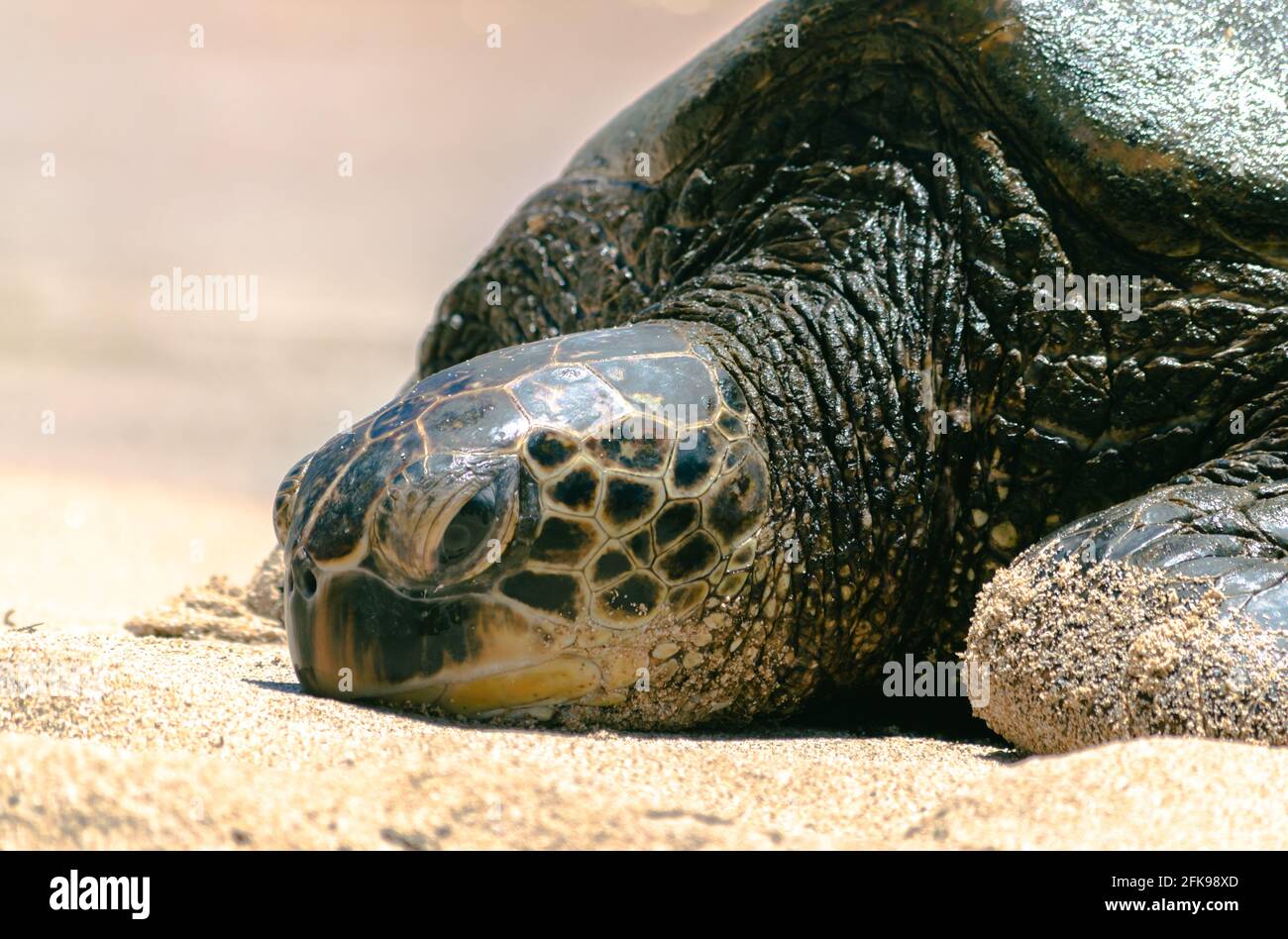 Meeresschildkröte, die am Sandstrand ruht Stockfoto