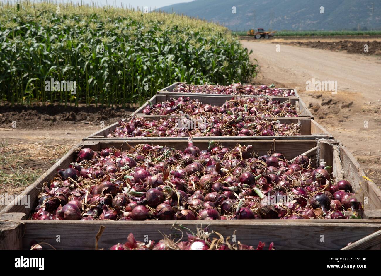 Frisch geerntete rote Zwiebeln. Rote Zwiebeln in Holzkisten auf einem Feld. Stockfoto