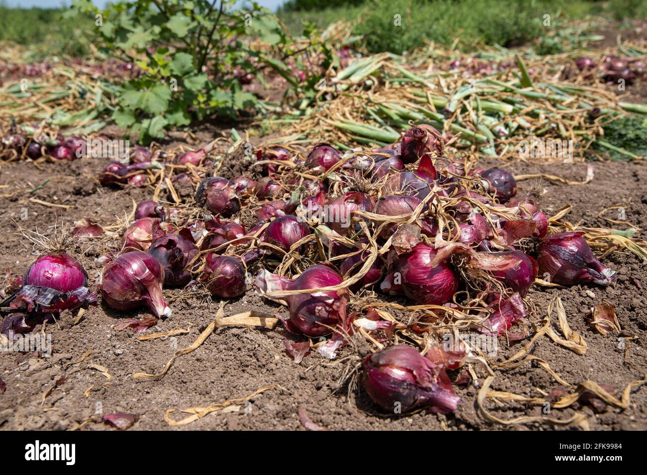 Strauß rote Zwiebeln in der Landwirtschaft. Stockfoto