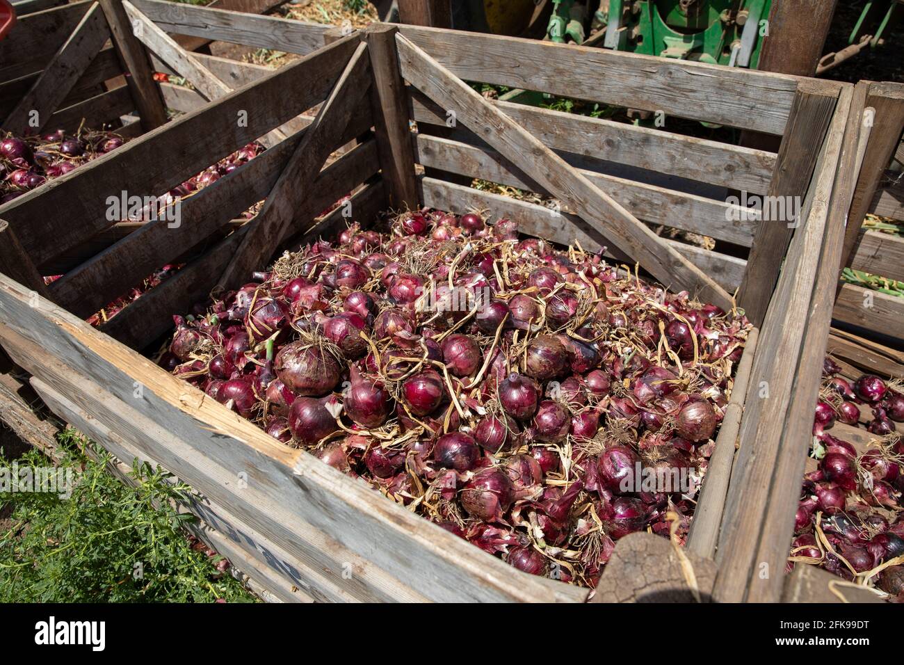 Rote Zwiebeln in Holzkisten auf einem Feld. Stockfoto