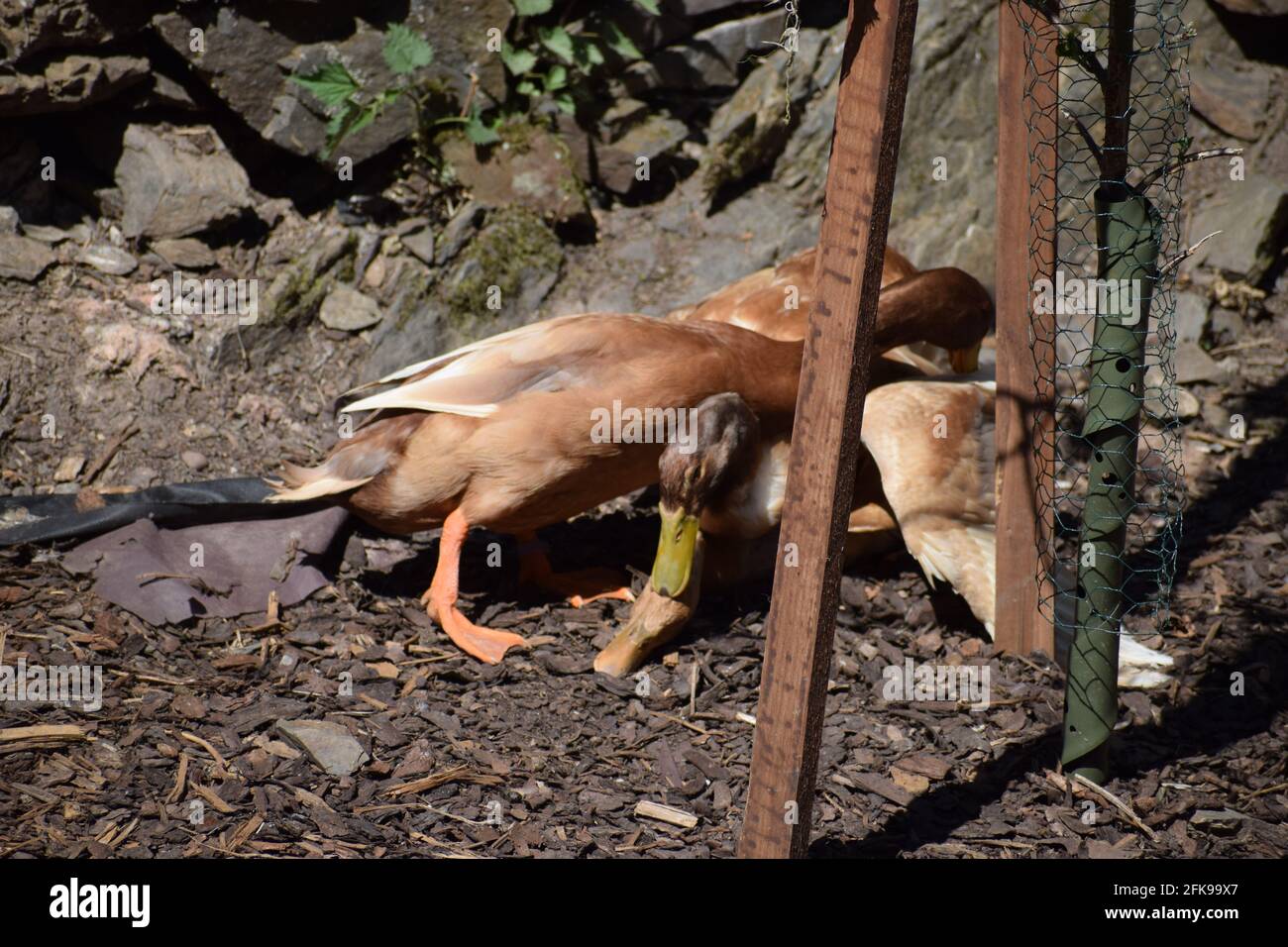 Orpington Enten Stockfoto