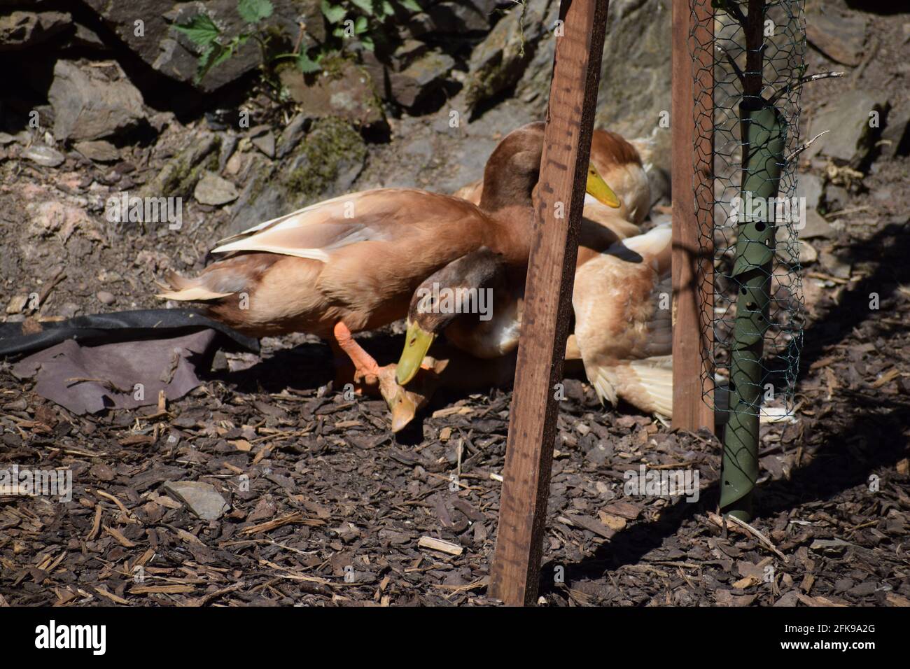 Orpington Enten Stockfoto