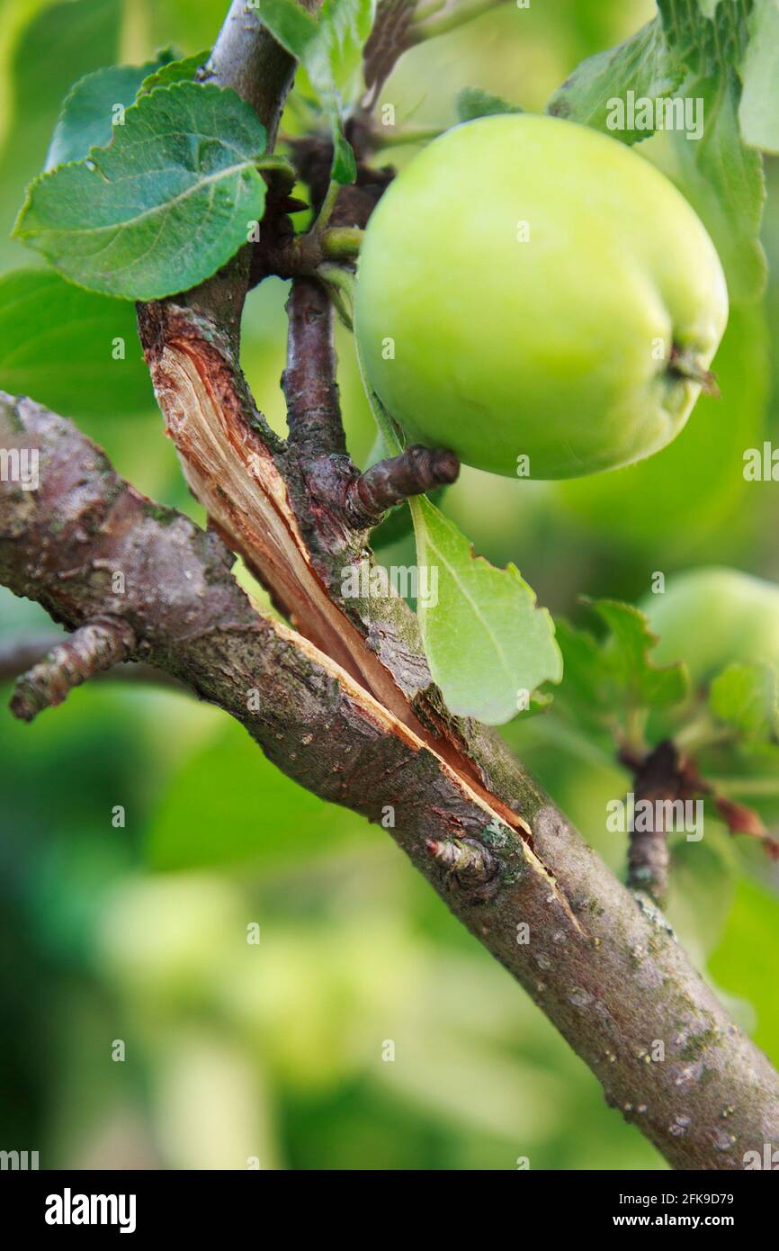 Spalten Apfelbaumbäste unter dem Gewicht von Äpfeln und Laub Stockfoto