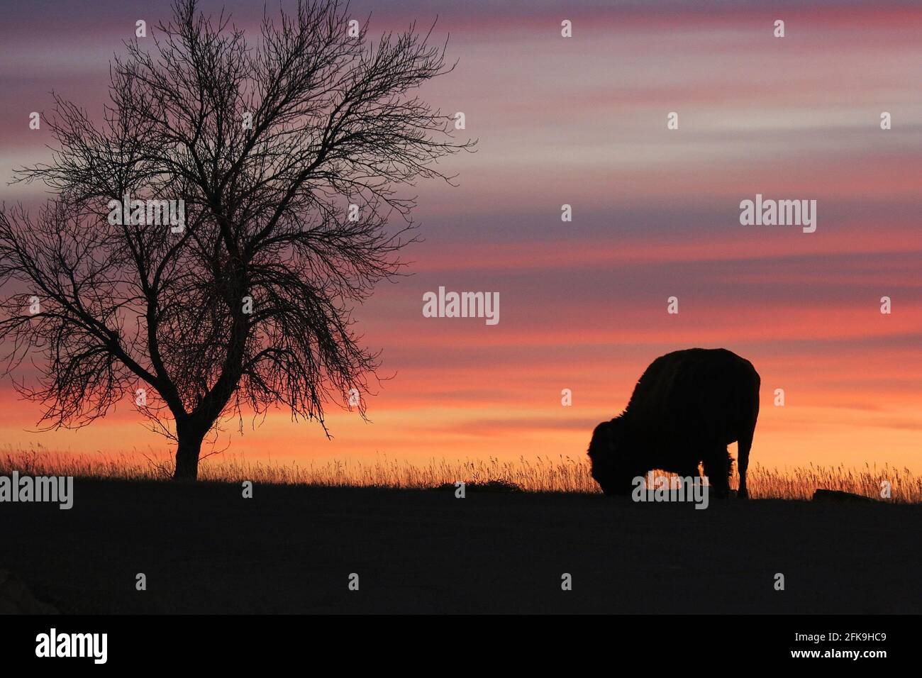 Silhouette des Essens von Bisons und Bäumen bei Sonnenuntergang, North Dakota Stockfoto