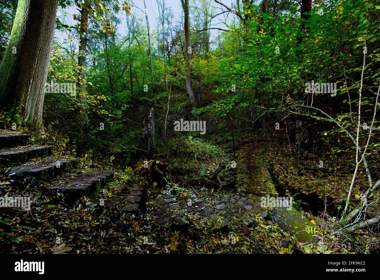 Schritte auf einem kleinen Pfad im Wald Stockfoto