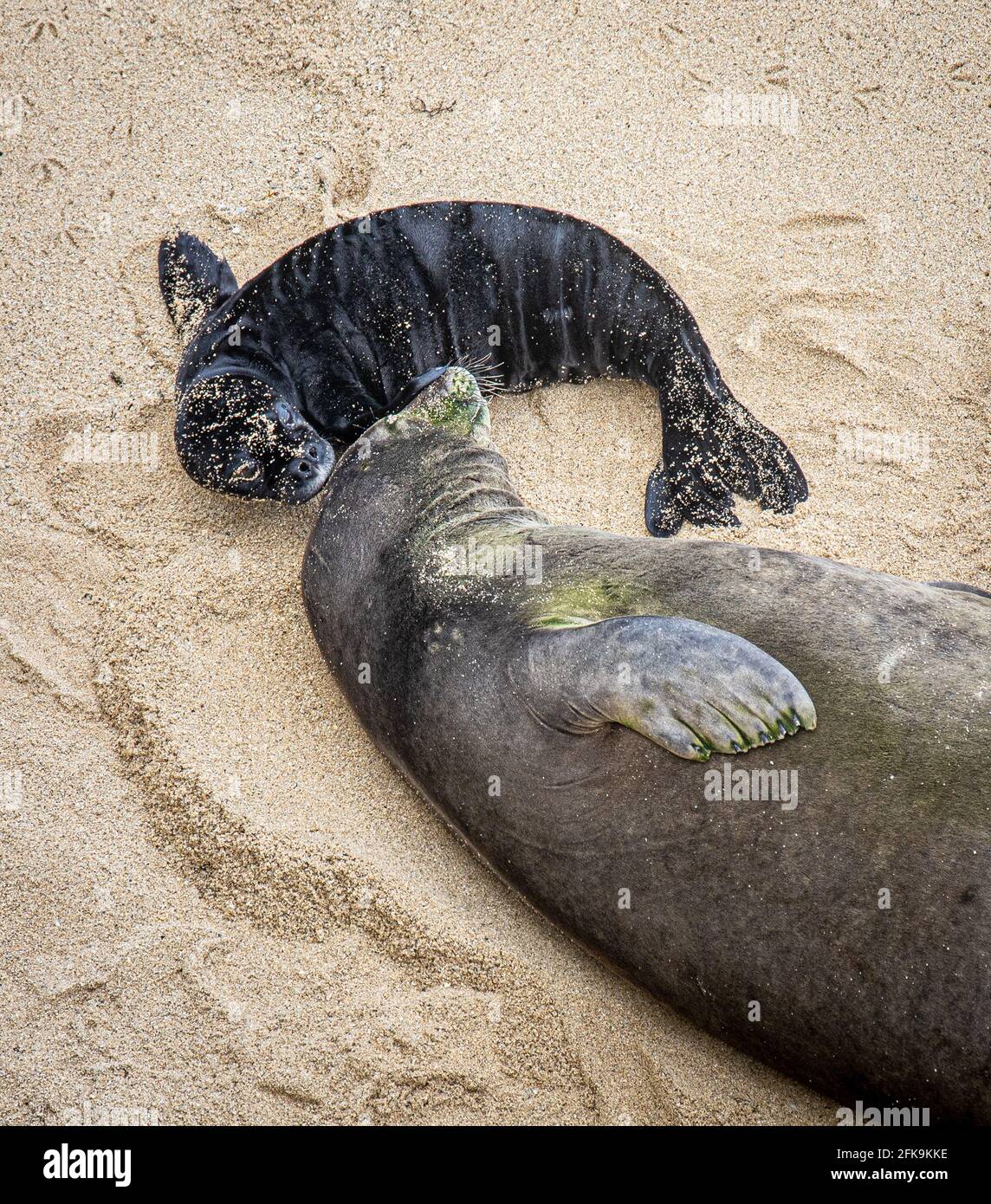 Honolulu, HI, USA. April 2021. Gefährdete Arten Hawaiian Monk Seal, Kaiwi mit ihrem 4 Tage alten Welpen am Strand, wo sie am 26. April 29 2021 am Kaimana Beach in Honolulu, HI, geboren wurde. Quelle: Erik Kabik Fotografie/Media Punch/Alamy Live News Stockfoto