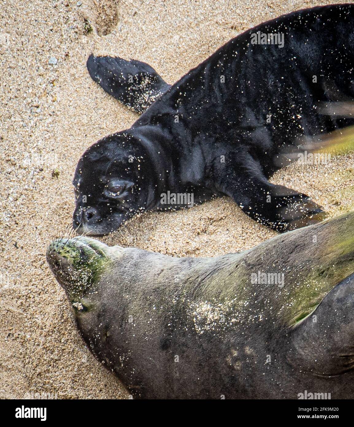 Honolulu, HI, USA. April 2021. Gefährdete Arten Hawaiian Monk Seal, Kaiwi mit ihrem 4 Tage alten Welpen am Strand, wo sie am 26. April 29 2021 am Kaimana Beach in Honolulu, HI, geboren wurde. Quelle: Erik Kabik Fotografie/Media Punch/Alamy Live News Stockfoto