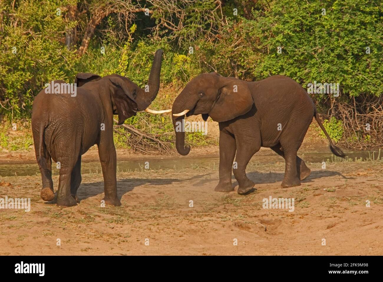 Junge afrikanische Elefantenbullen kämpfen 13671 Stockfoto