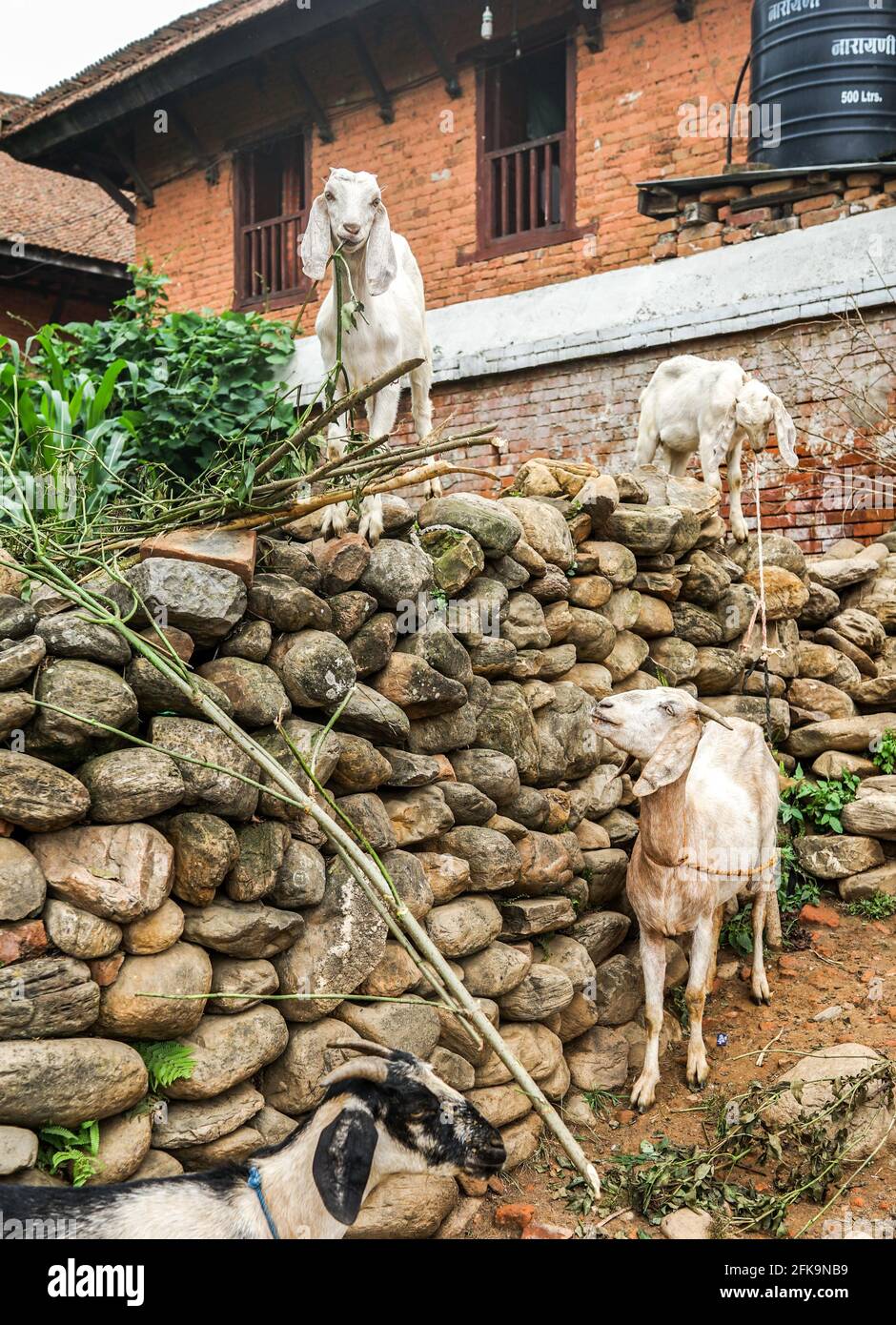 Weiße Ziegen weiden im Dorf, verkettete Haustiere, Südasien Stockfoto