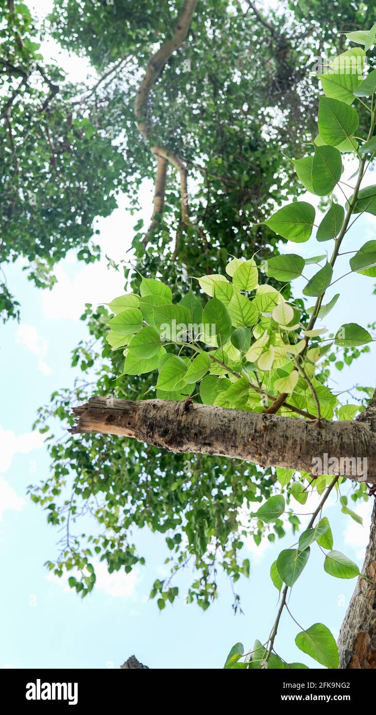 Frühling, grüne Blätter auf einem Baum, sonniges warmes Wetter, schöner Garten Stockfoto