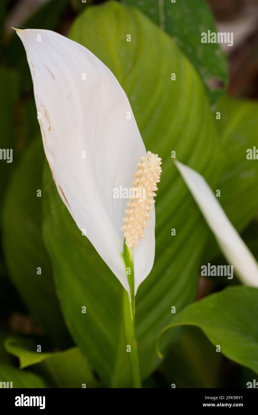 Eine weiße Blume auf einer Friedenspflanze mit einigen Seiner Blätter im Hintergrund aus dem Fokus und Mit Kopierbereich Stockfoto
