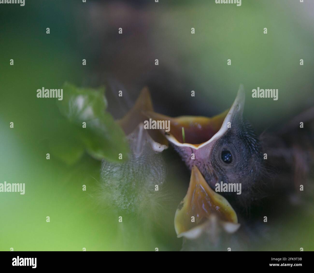 Füttert mich - junge Amsel-Küken im Nest mit offenen Schnäbeln Stockfoto