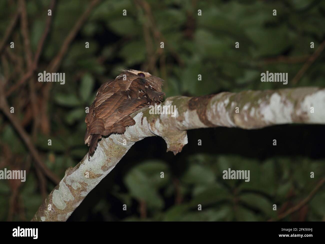 Großer Frogmouth-Erwachsener (Batrachostomus auritus) auf dem Zweigweg Kambas NP, Sumatra, Indonesien Juni Stockfoto