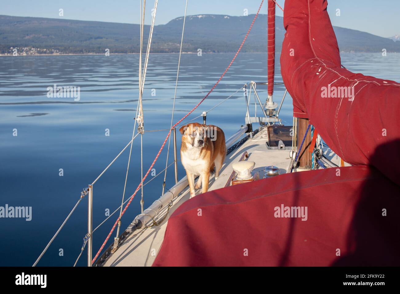 Ein Husky St Bernard Mix Hund steht auf dem Seite eines Segelbootes an einem sonnigen Tag in British Columbia Sunshine Coast beim Segeln in den Hafen Stockfoto