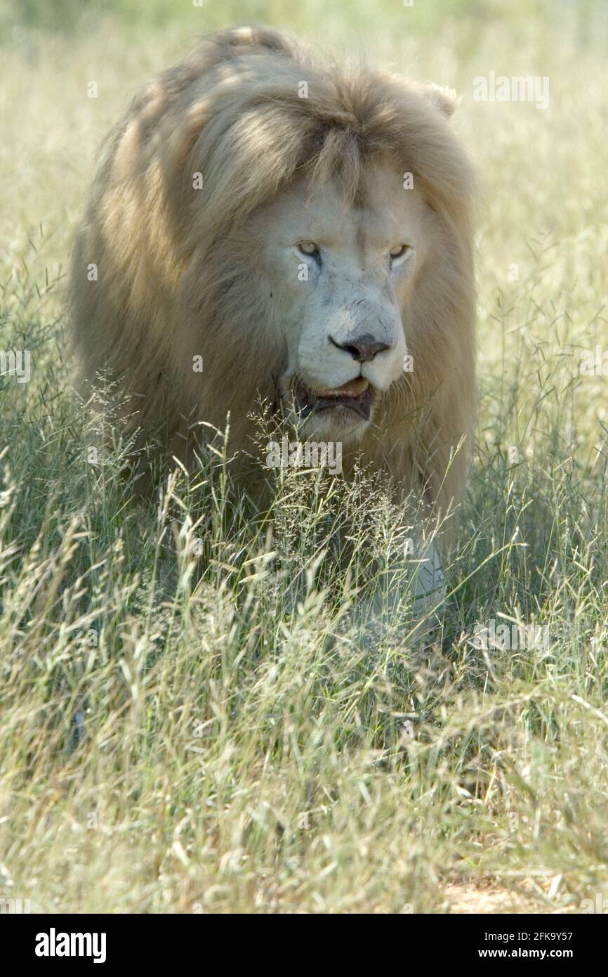 Der König der Löwen, ein männlicher weißer Löwe, der im Busch in Südafrika unterwegs ist Stockfoto