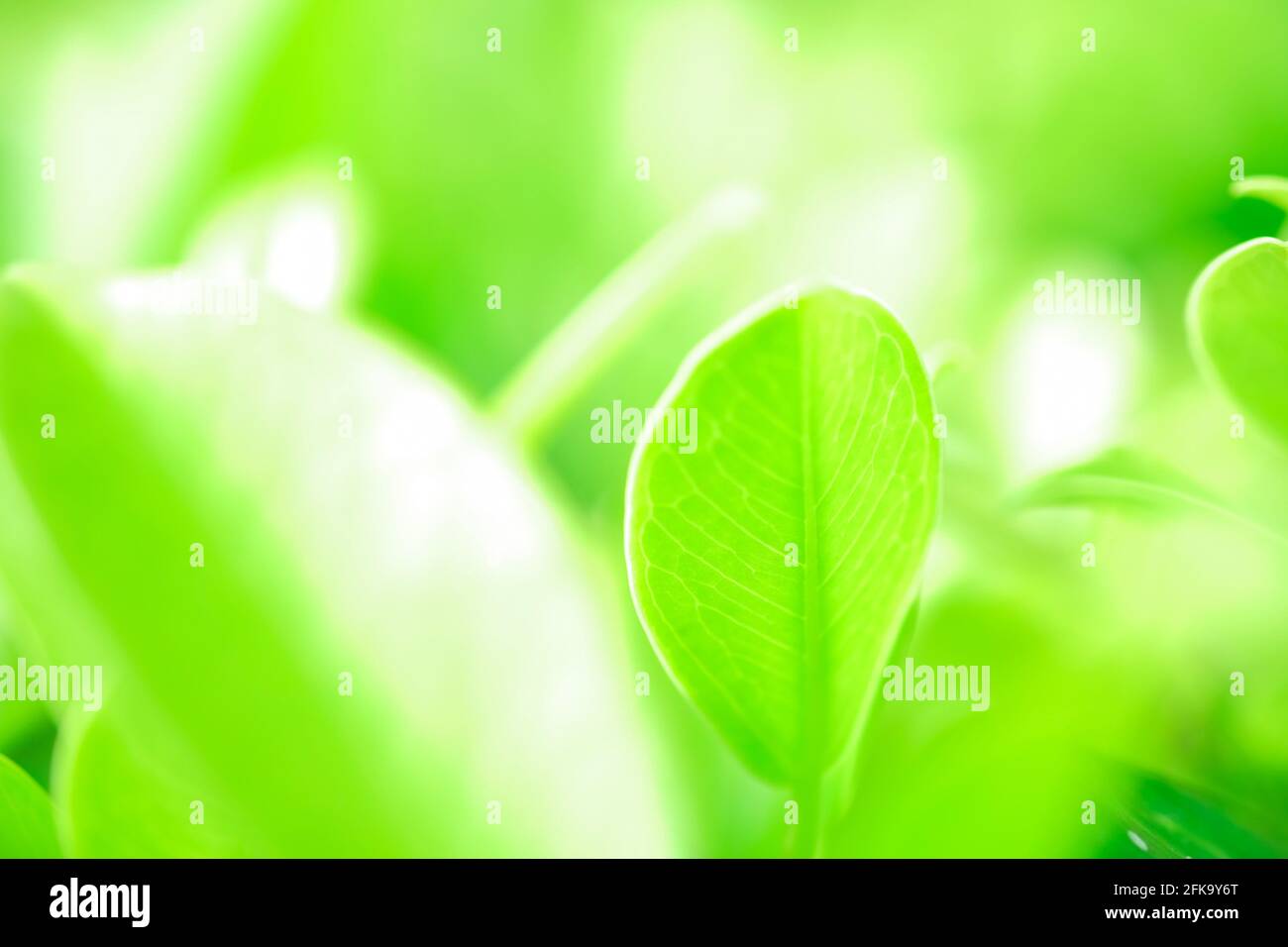 Frisches grünes Blatt auf grüner Natur, Grün Saison Hintergrund Stockfoto