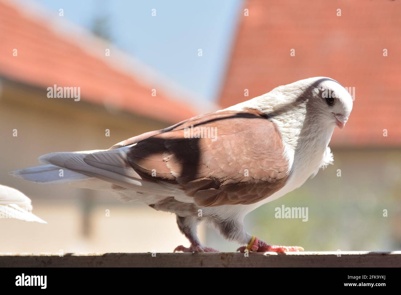 Braune Taube Stehend Stockfotos und -bilder Kaufen - Alamy