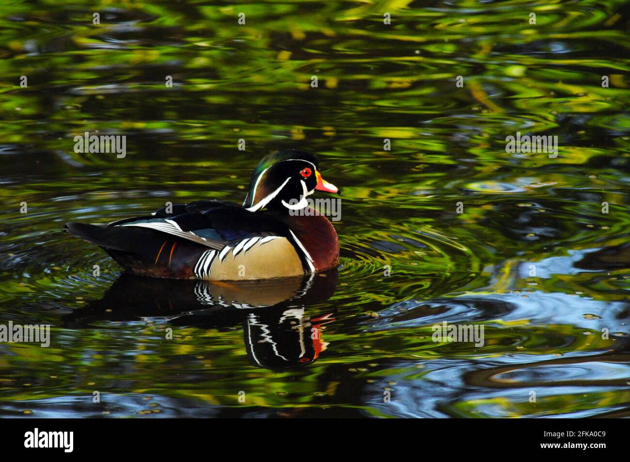 Holz-Ente Stockfoto