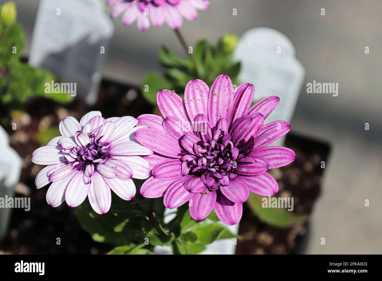 Nahaufnahme von rosa osteospermum blühenden Blüten Stockfoto