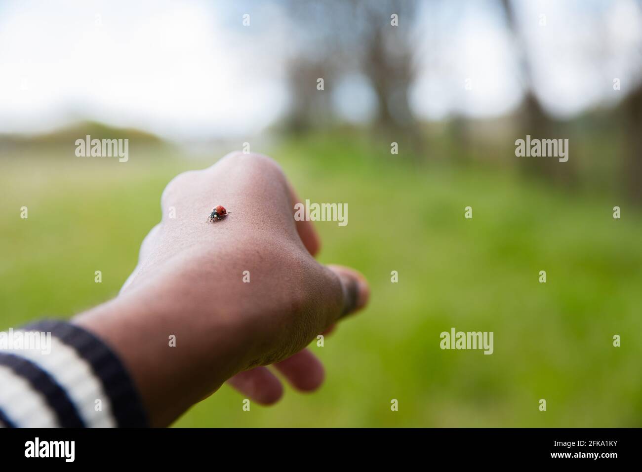 Nahaufnahme eines Marienkäfer, der auf die Hand eines Jungen auf einer Wiese gelegt wird. Stockfoto
