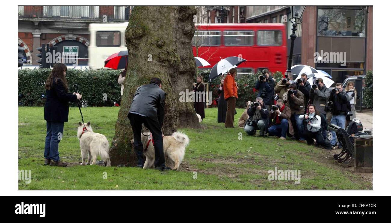 Fotocall für den nationalen Start der größten Hundeausstellung auf der Erde - CRUFTS findet am 4th. Und 7th. März im NEC Birmingham statt.zwei Eurasier Hunde in Europa und Asien gezüchtet ist eine Kreuzung zwischen einer Chow und einem Spitz, Im Besitz von Stacey Watkins aus Romford.Pic David Sandison 24/2/2004 Stockfoto