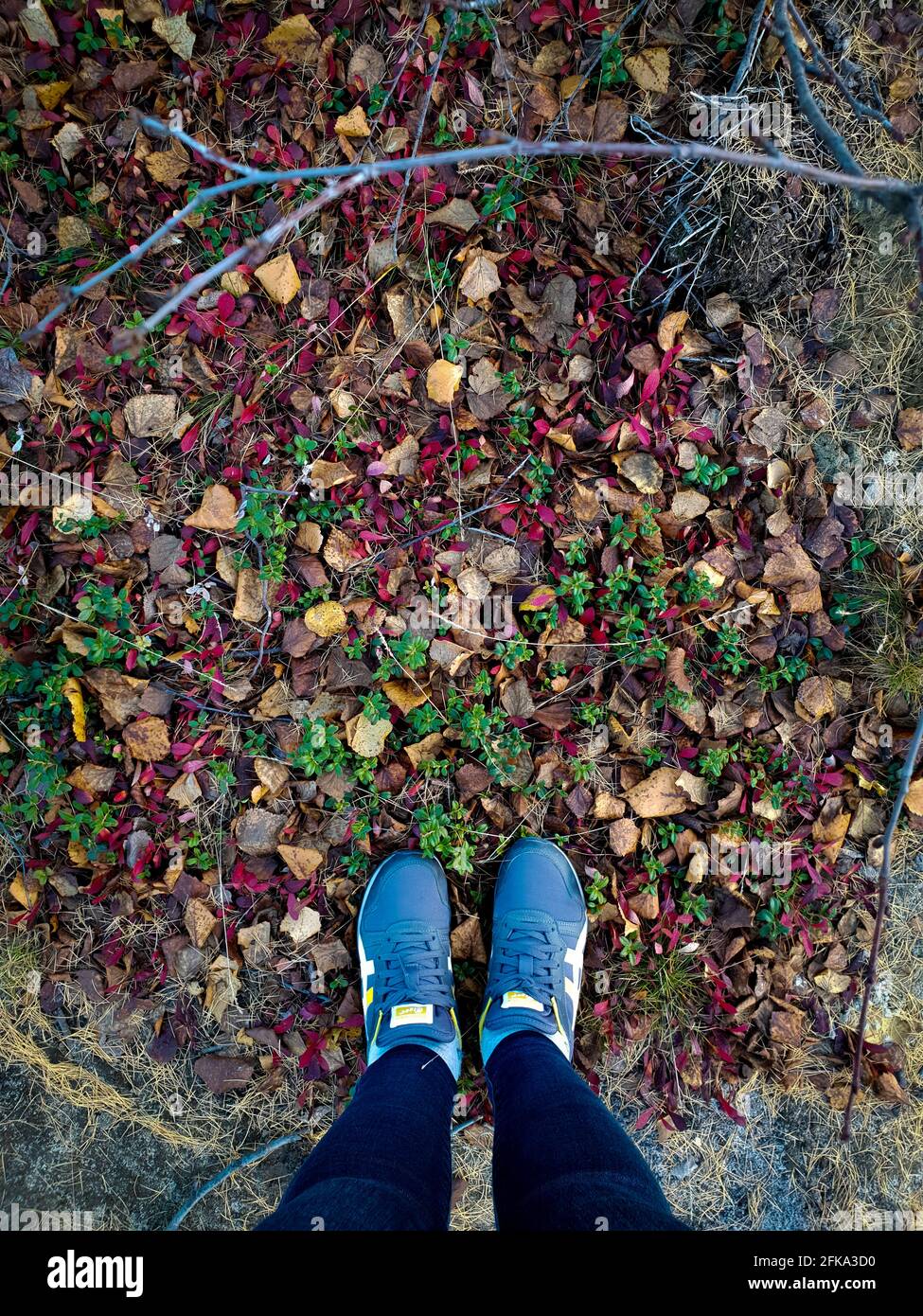Weibliche Füße stehen auf Herbstblättern im Wald. Stockfoto