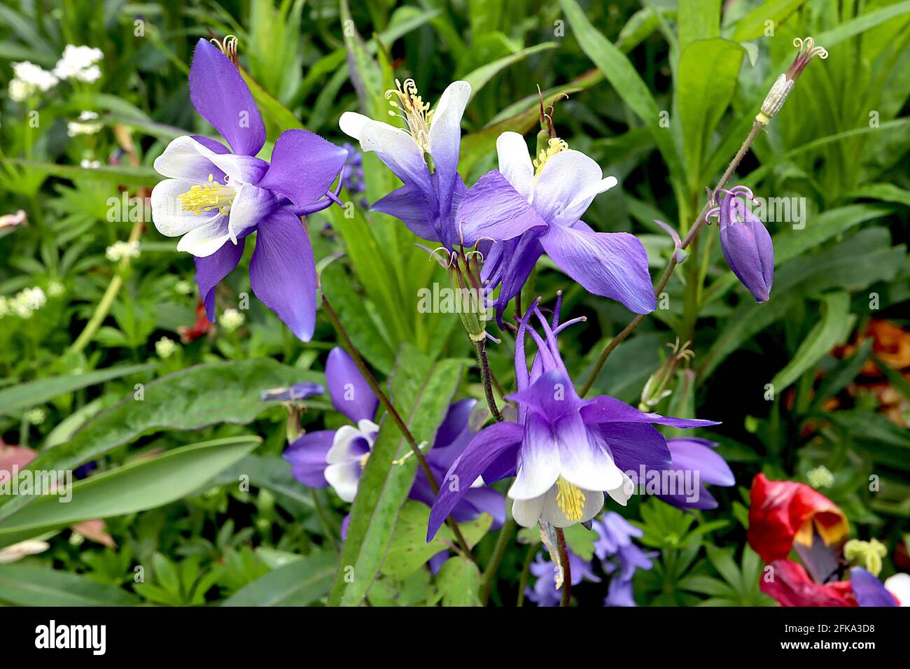 Aquilegia vulgaris ‘Winky Blue and White’ Columbine oder Granny’s Haube Winky Blue and White – lila Blüten mit geschwungenen Spornen, April, England, Großbritannien Stockfoto