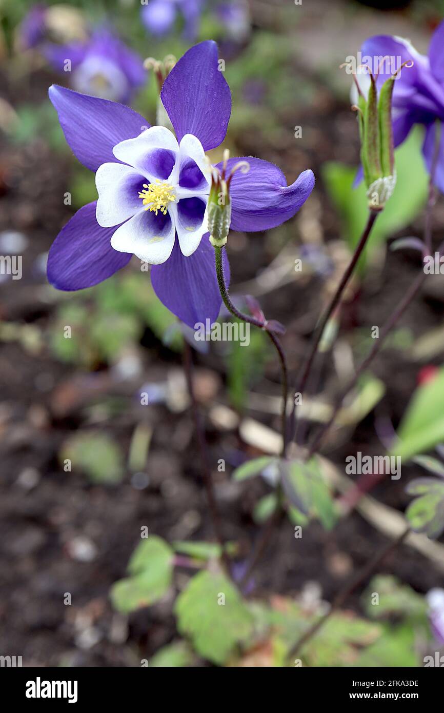 Aquilegia vulgaris ‘Winky Blue and White’ Columbine oder Granny’s Haube Winky Blue and White – lila Blüten mit geschwungenen Spornen, April, England, Großbritannien Stockfoto