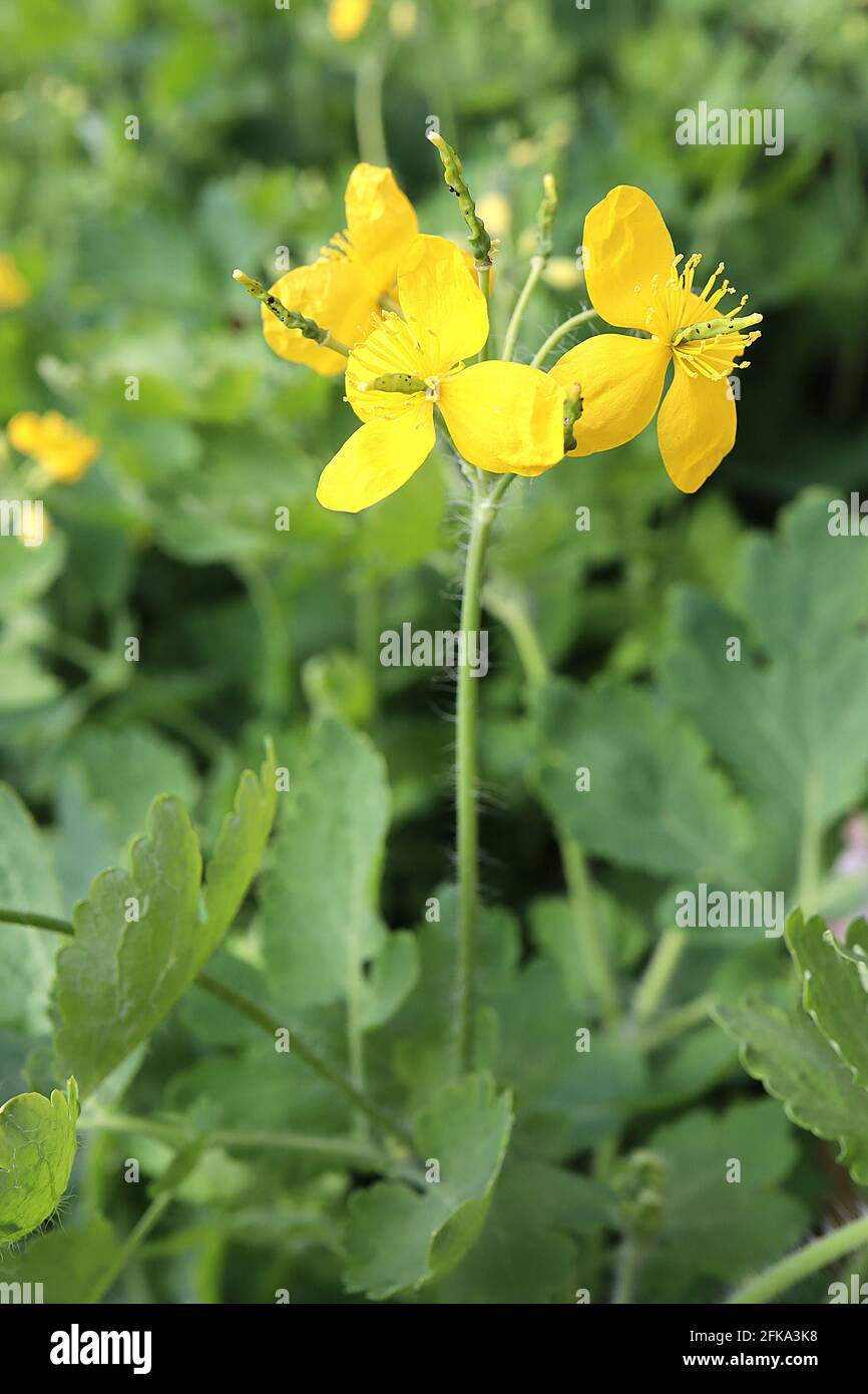 Chelidonium majus Großcelandin – goldgelbe Blüten an hohen Stielen, April, England, Großbritannien Stockfoto