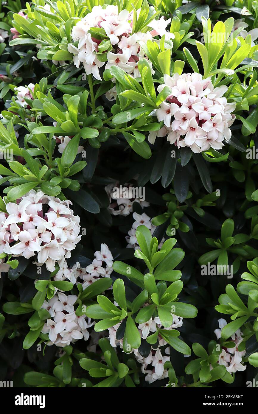 Daphne x transatlantica ‘Eternal Fragrance’ / ‘Blafra’ Daphne Eternal Fragrance – kleine weiße, stark duftende Blüten im Frühling und Sommer, AP Stockfoto