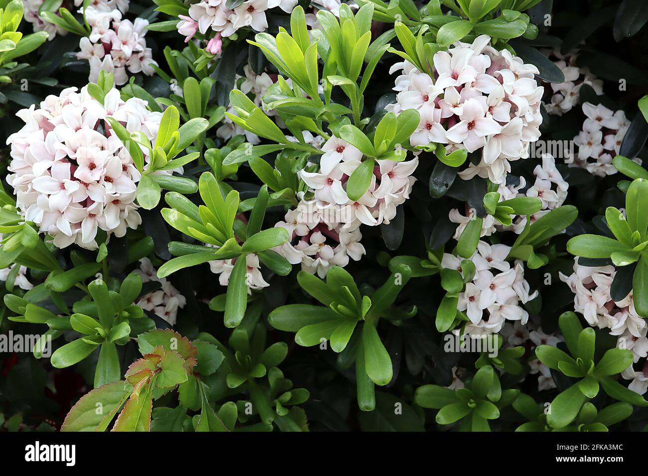 Daphne x transatlantica ‘Eternal Fragrance’ / ‘Blafra’ Daphne Eternal Fragrance – kleine weiße, stark duftende Blüten im Frühling und Sommer, AP Stockfoto
