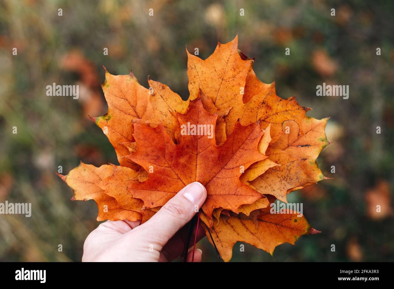 Weibliche Hand halten orange Ahornblätter, Herbst Natur Hintergrund Stockfoto