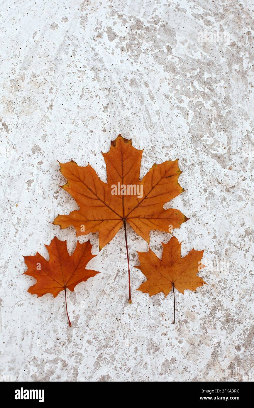 Baum orange Herbst Ahornblätter auf weißem Hintergrund, Familie Stockfoto