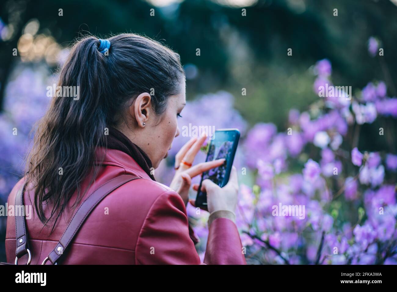 Mädchen fotografiert am Telefon eines blühenden Busches Im Park Stockfoto