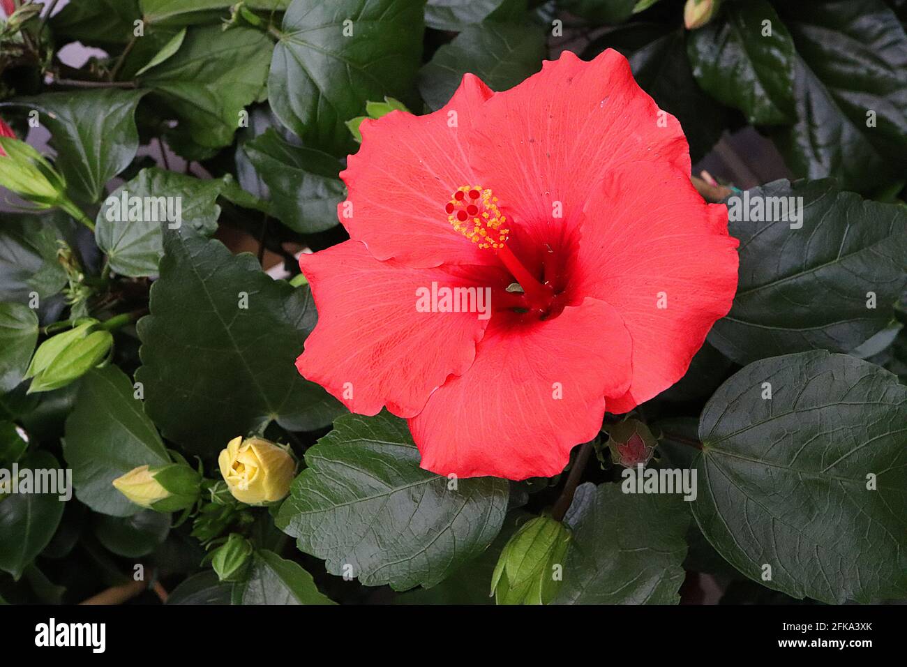 Hibiscus rosa sinensis ‘Afrodite Red’ große rote Trompetenblume mit glänzend dunkelgrünen Blättern, April, England, Großbritannien Stockfoto