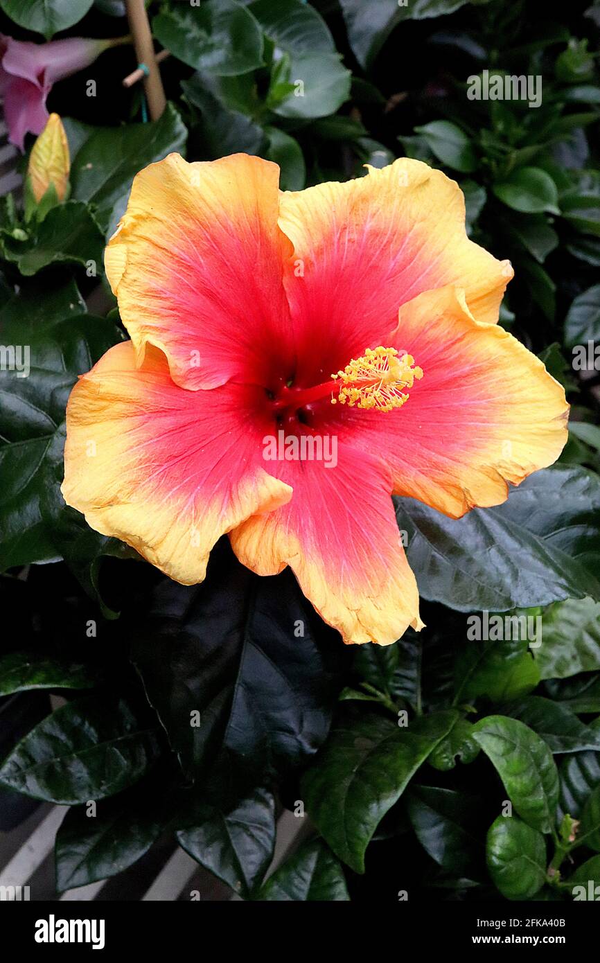 Hibiscus rosa sinensis ‘Apollo’ große rote Trompetenblume mit breitem gelben Rand, April, England, Großbritannien Stockfoto