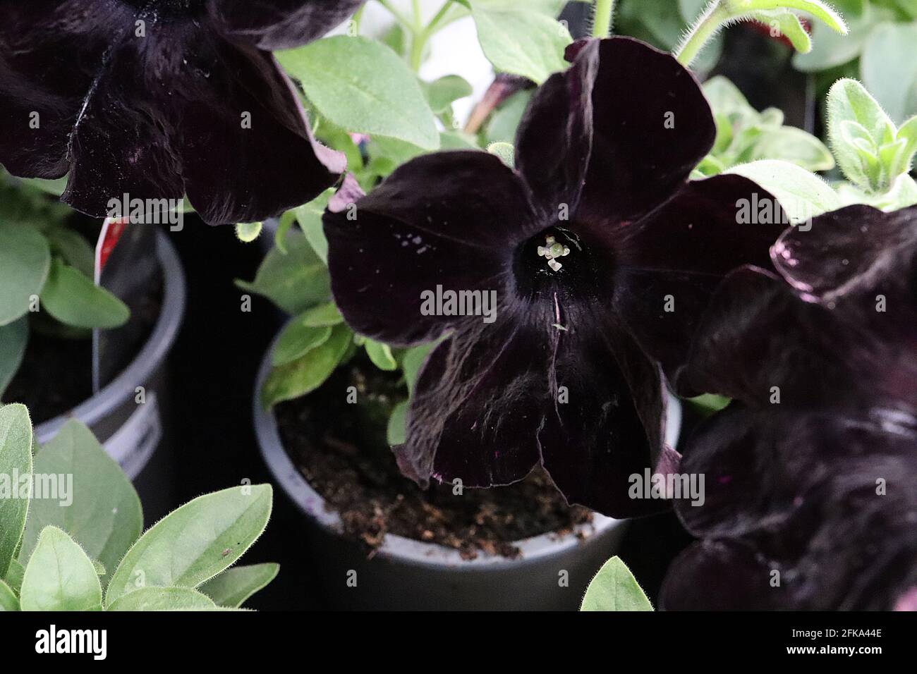 Petunia ‘Crazytunia Black Mamba’ Schwarze Blüten mit Samtstruktur, April, England, Großbritannien Stockfoto