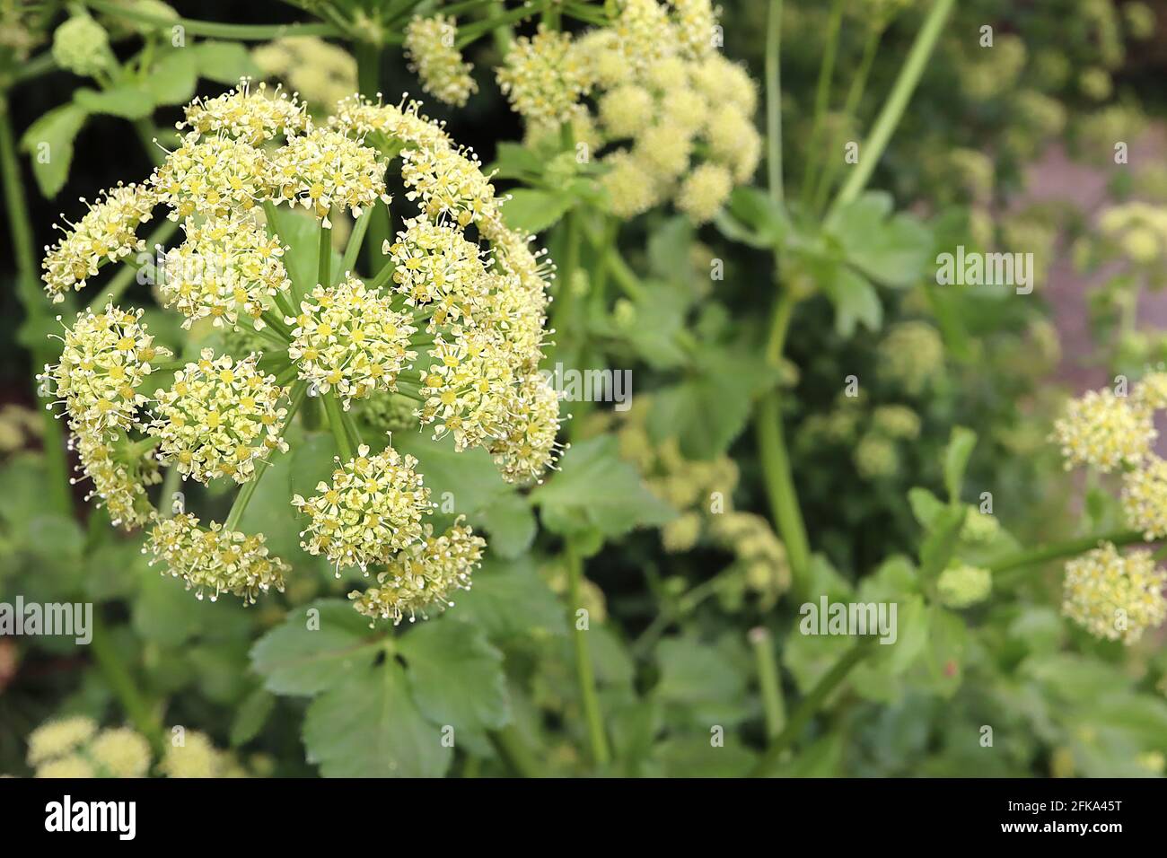 Smyrnium olusatrum Alexanders – kugelförmige Dolden aus winzigen gelb-grünen Blüten und mittelgrünen Blättern, April, England, Großbritannien Stockfoto