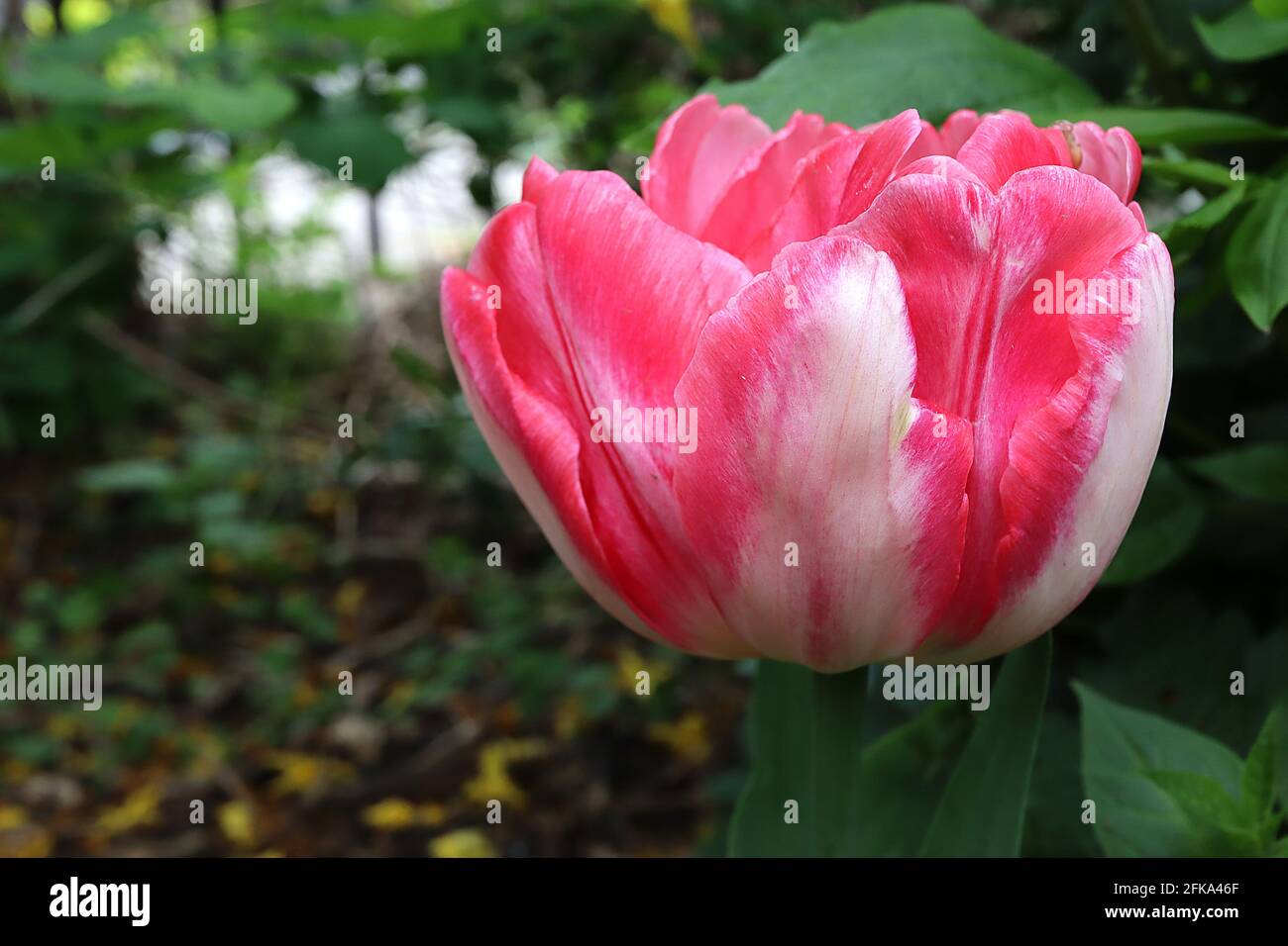 Tulipa ‘Foxtrot’ Double Early 2 Foxtrot Tulpe – tiefrosa Blüten, weiße Ränder, weiße Flamme, rosa Mittelrippe, April, England, Großbritannien Stockfoto