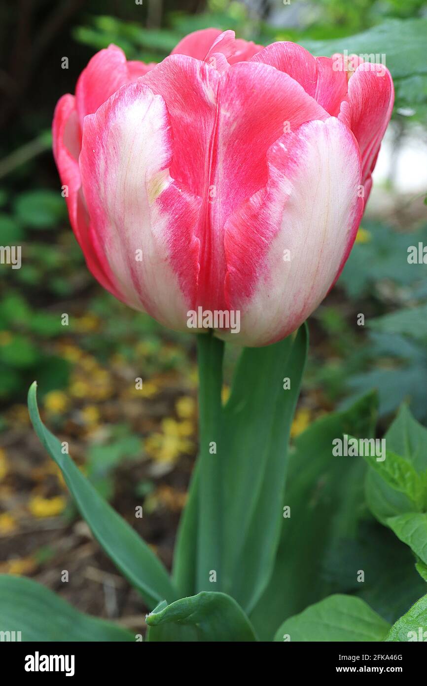Tulipa ‘Foxtrot’ Double Early 2 Foxtrot Tulpe – tiefrosa Blüten, weiße Ränder, weiße Flamme, rosa Mittelrippe, April, England, Großbritannien Stockfoto