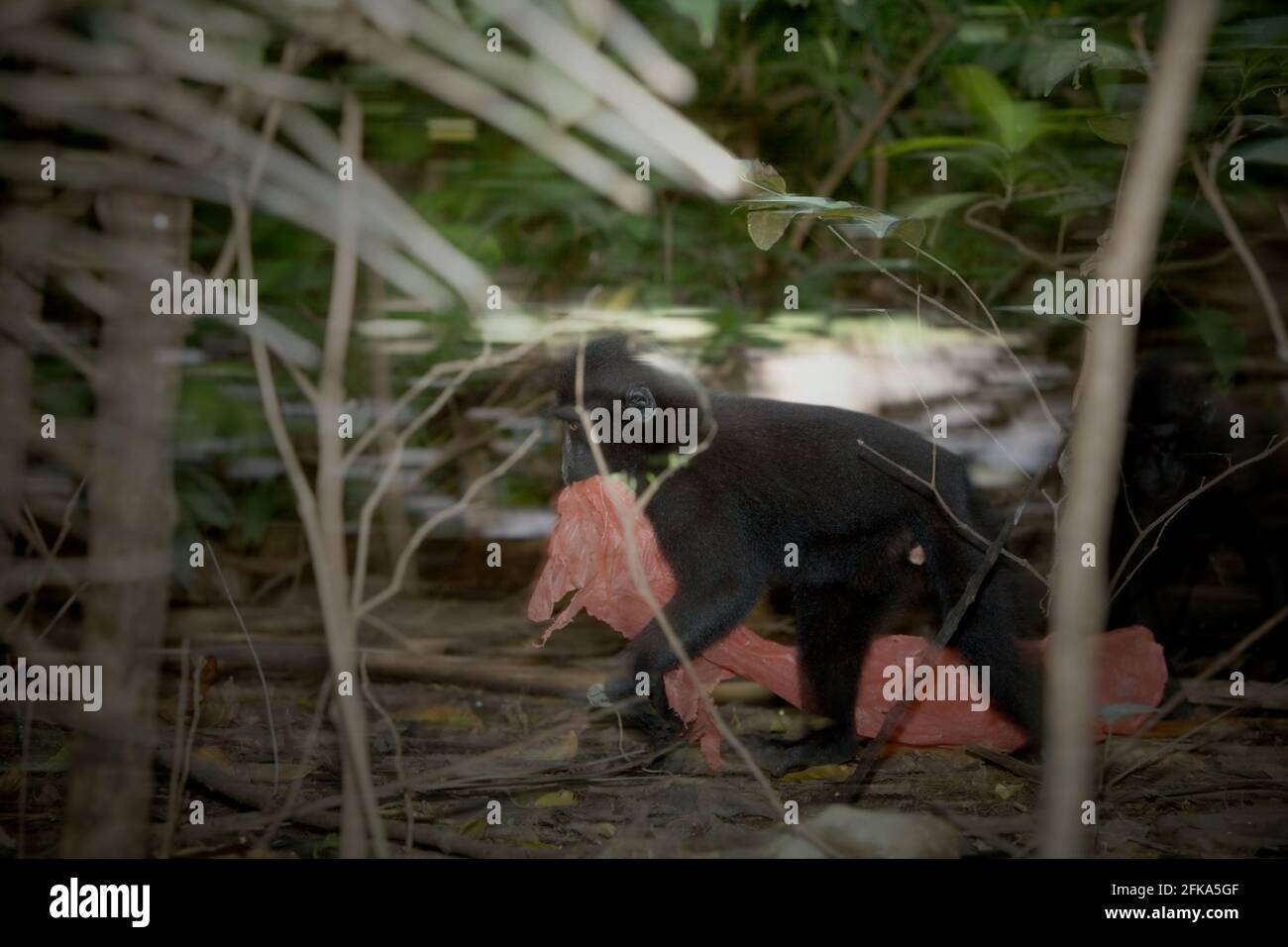 Ein Sulawesi-Kammmakaken (Macaca nigra) spielt mit Kunststoffabfällen, da er in der Nähe eines Strands, wo eine Mülldeponie mit Kunststoffabfällen gesichtet wird, im TWA Batuputih (Batuputih Nature Park) in der Nähe des Tangkoko Naturschutzgebiets in Nord-Sulawesi, Indonesien, forscht. „Nicht nachhaltige menschliche Aktivitäten sind heute die wichtigste Kraft, die Primaten zum Aussterben bringt“, so ein Team von Wissenschaftlern unter der Leitung von Alejandro Estrada (Institut für Biologie, Nationale Autonome Universität von Mexiko) in ihrem 2017 veröffentlichten Aufsatz über ScienceAdvances. Stockfoto