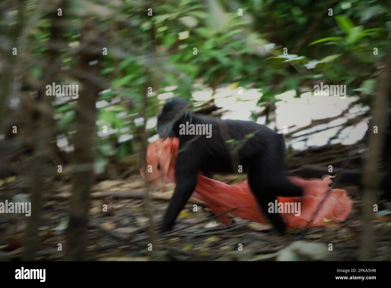 Ein Sulawesi-Kammmakaken (Macaca nigra) spielt mit Kunststoffabfällen, da er in der Nähe eines Strands, wo eine Mülldeponie mit Kunststoffabfällen gesichtet wird, im TWA Batuputih (Batuputih Nature Park) in der Nähe des Tangkoko Naturschutzgebiets in Nord-Sulawesi, Indonesien, forscht. „Nicht nachhaltige menschliche Aktivitäten sind heute die wichtigste Kraft, die Primaten zum Aussterben bringt“, so ein Team von Wissenschaftlern unter der Leitung von Alejandro Estrada (Institut für Biologie, Nationale Autonome Universität von Mexiko) in ihrem 2017 veröffentlichten Aufsatz über ScienceAdvances. Stockfoto