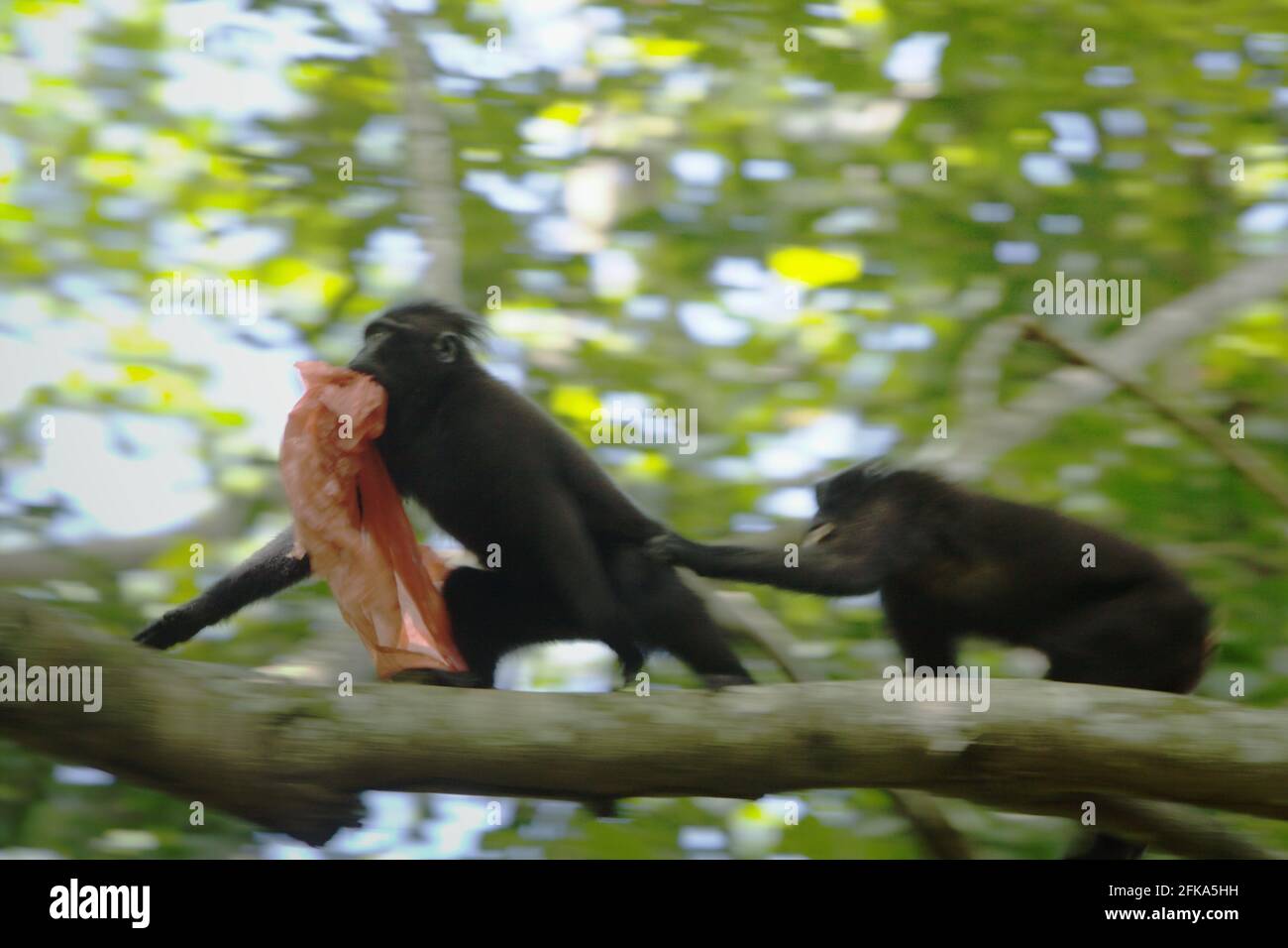Ein Sulawesi-Kammmakaken (Macaca nigra) spielt mit Kunststoffabfällen, da er in der Nähe eines Strands, wo eine Mülldeponie mit Kunststoffabfällen gesichtet wird, im TWA Batuputih (Batuputih Nature Park) in der Nähe des Tangkoko Naturschutzgebiets in Nord-Sulawesi, Indonesien, forscht. „Nicht nachhaltige menschliche Aktivitäten sind heute die wichtigste Kraft, die Primaten zum Aussterben bringt“, so ein Team von Wissenschaftlern unter der Leitung von Alejandro Estrada (Institut für Biologie, Nationale Autonome Universität von Mexiko) in ihrem 2017 veröffentlichten Aufsatz über ScienceAdvances. Stockfoto