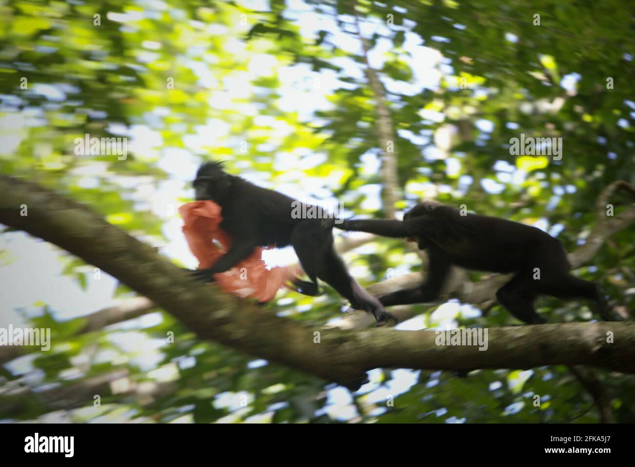 Crested Macaque spielt mit Plastikmüll in der Nähe eines Strandes im TWA Batuputih (Batuputih Nature Park), Nord-Sulawesi, Indonesien. Stockfoto